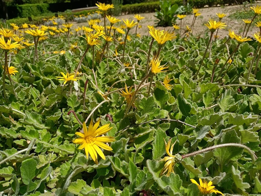 Arctotheca calendula (Gazania amarilla rastrera) b17 - Imagen 2