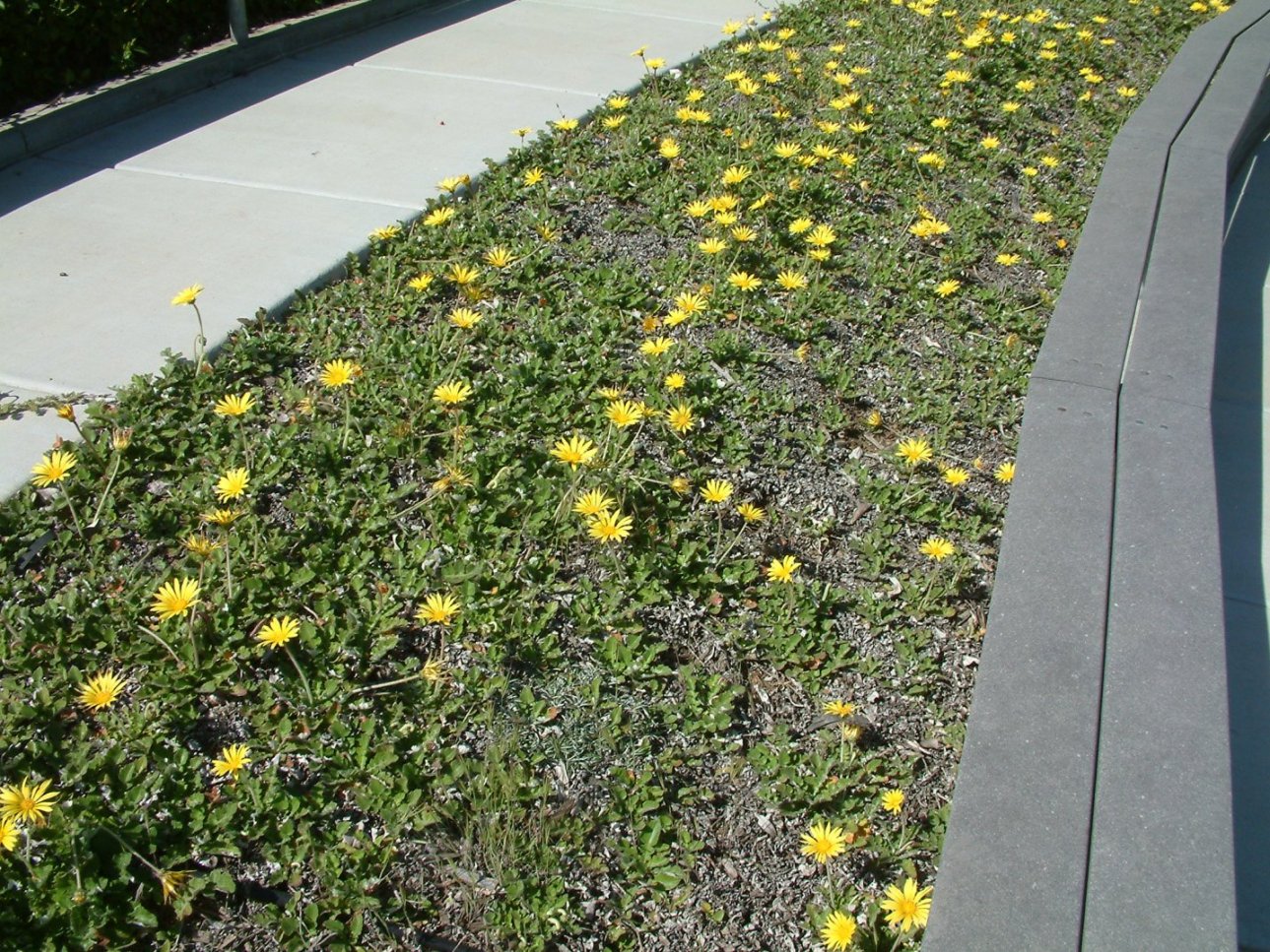 Arctotheca calendula (Gazania amarilla rastrera) b17 - Imagen 3