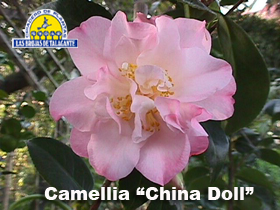 Camelia G45 1,00m (varios colores) - Imagen 8