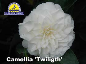 Camelia G45 1,00m (varios colores) - Imagen 7