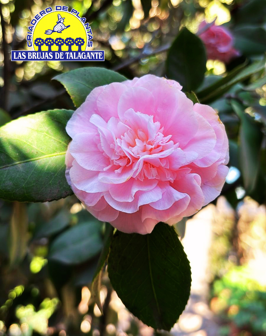 Camelia G45 1,00m (varios colores) - Imagen 6