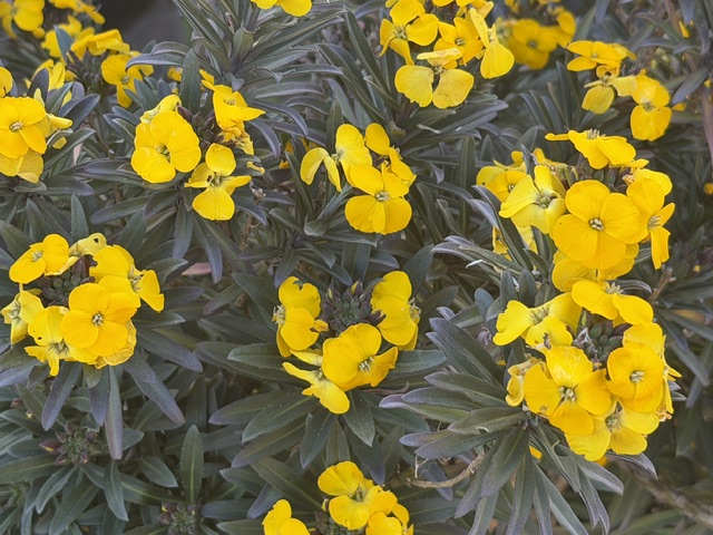 Erysimum Golden Jubilee Amarillo G30 0.20m - Imagen 2
