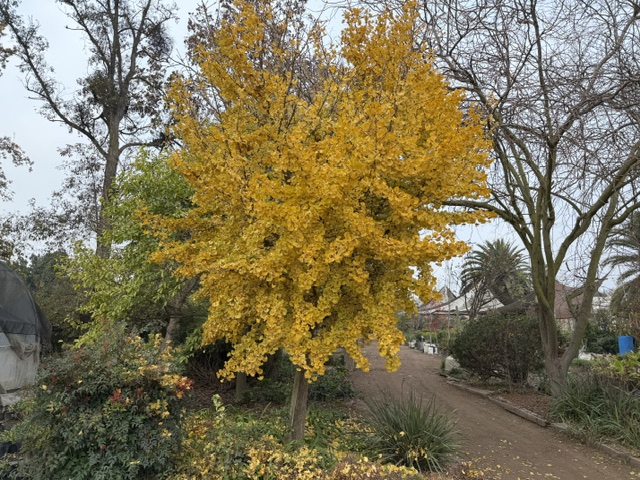 Ginkgo Mareiken de copa injertado especial 1.60m - Imagen 3