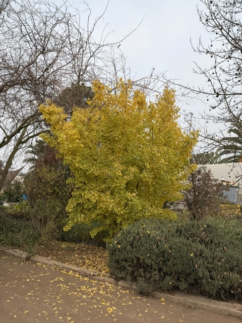 Ginkgo biloba Saratoga maxisacos 2,50m - Imagen 4
