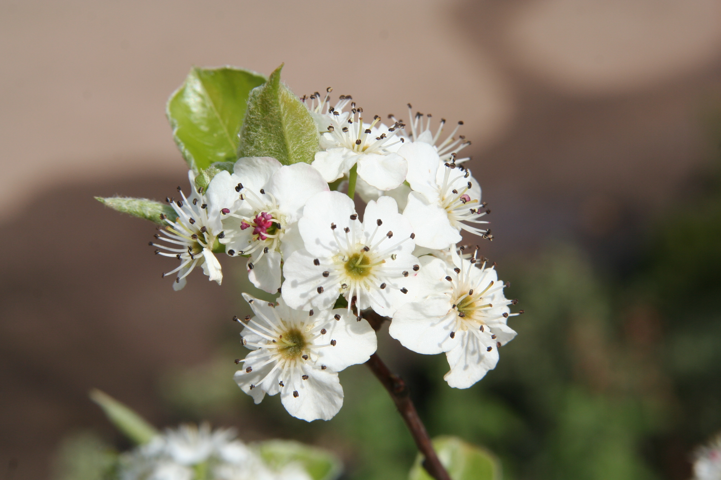 Peral de Flor b45 1.50m - Imagen 3