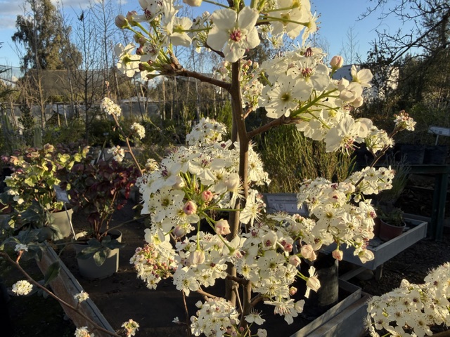 Peral de Flor b45 1.50m - Imagen 2