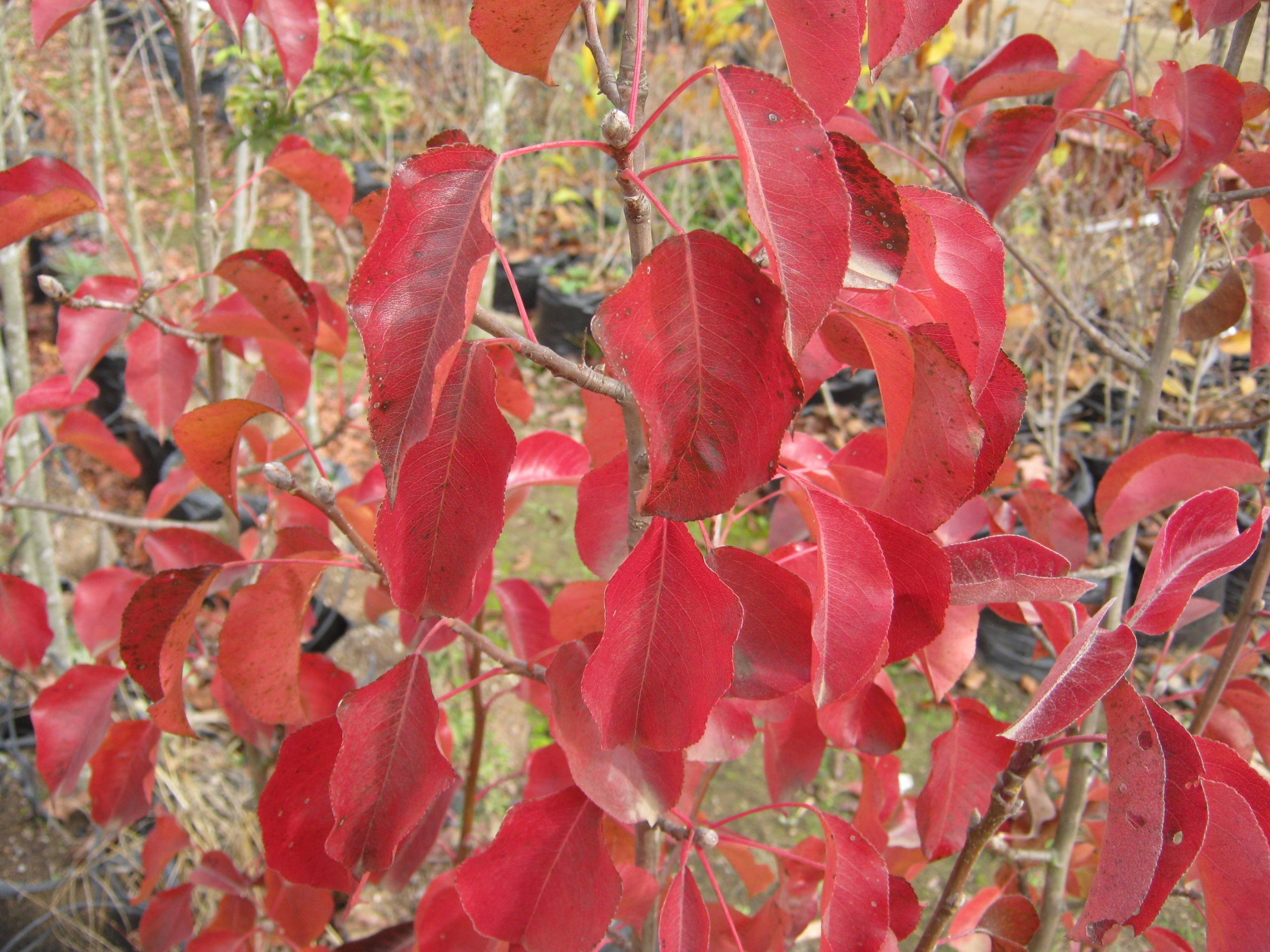 Peral de Flor b45 1.50m - Imagen 4