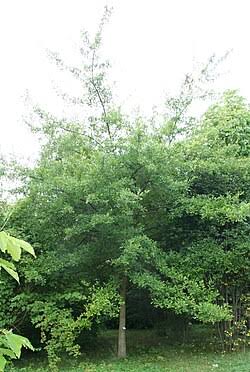 Quercus falcata (Roble americano) maxisaco 3.00m - Imagen 4