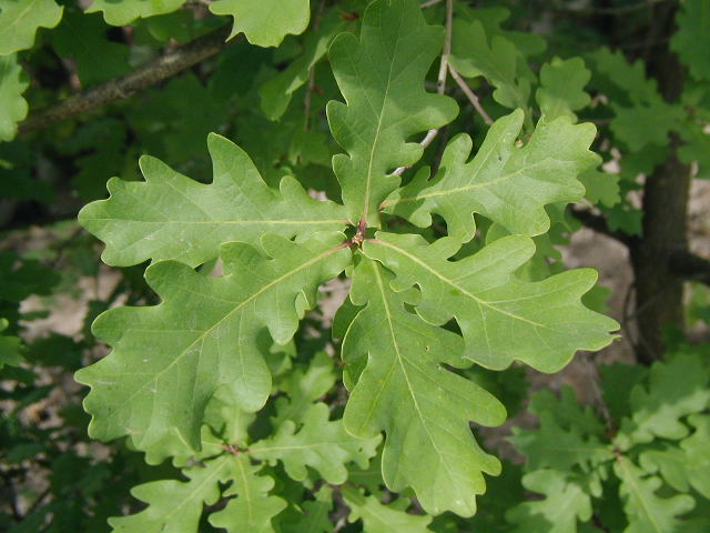 Quercus robur fastigiata (Encino piramidal) maxisacos 4,00m - Imagen 2