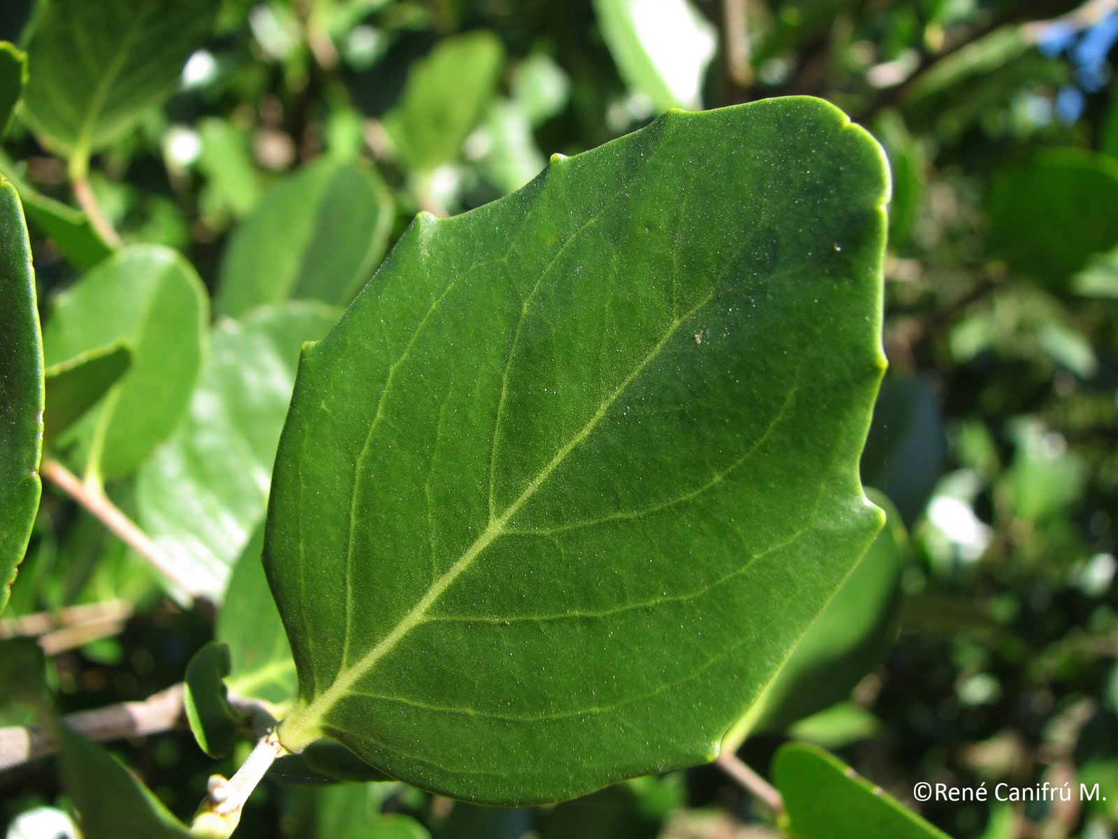 Quillaja saponaria (Quillay) Max50 4,50m - Imagen 2