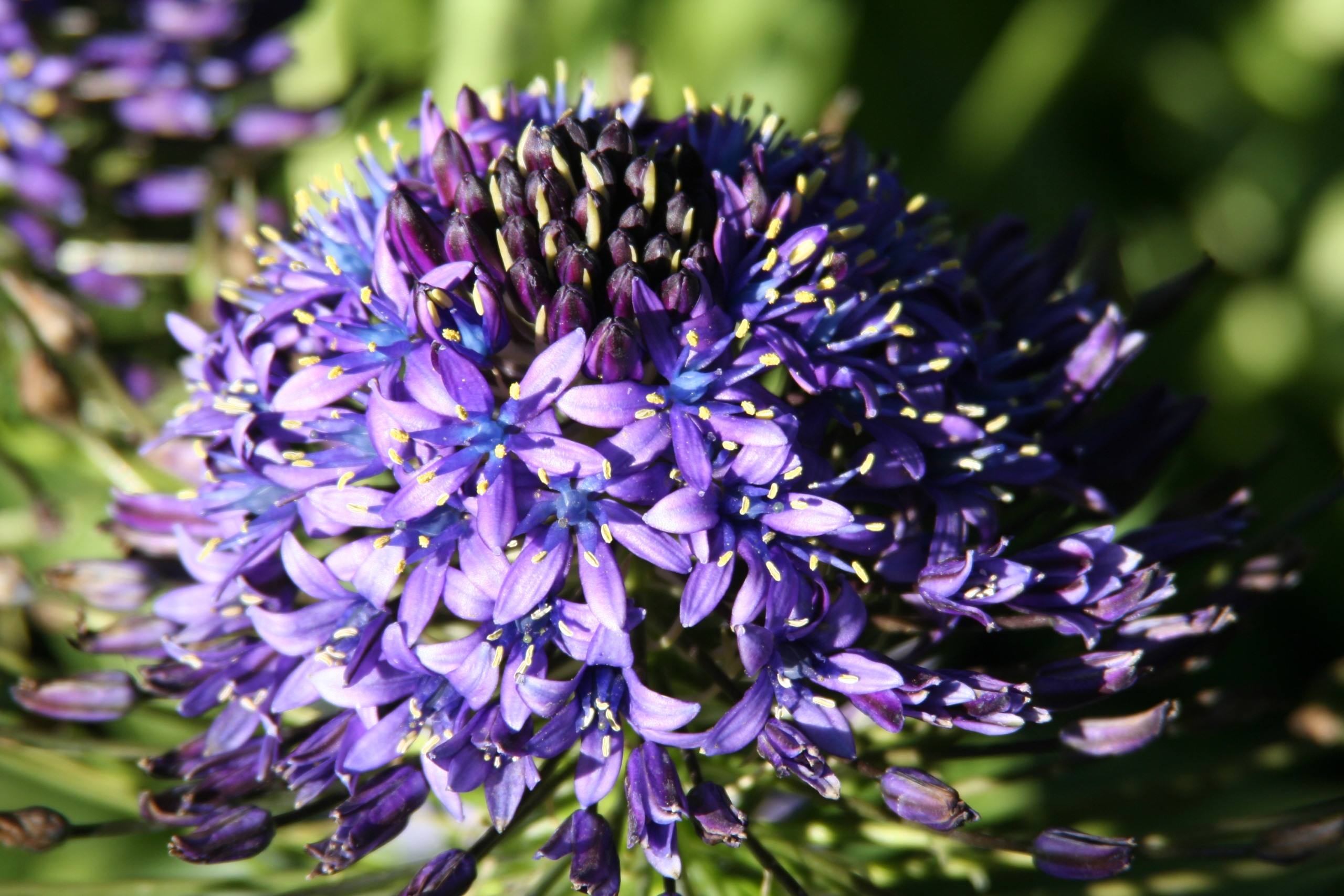 Scilla peruviana B25 0.20m - Imagen 3