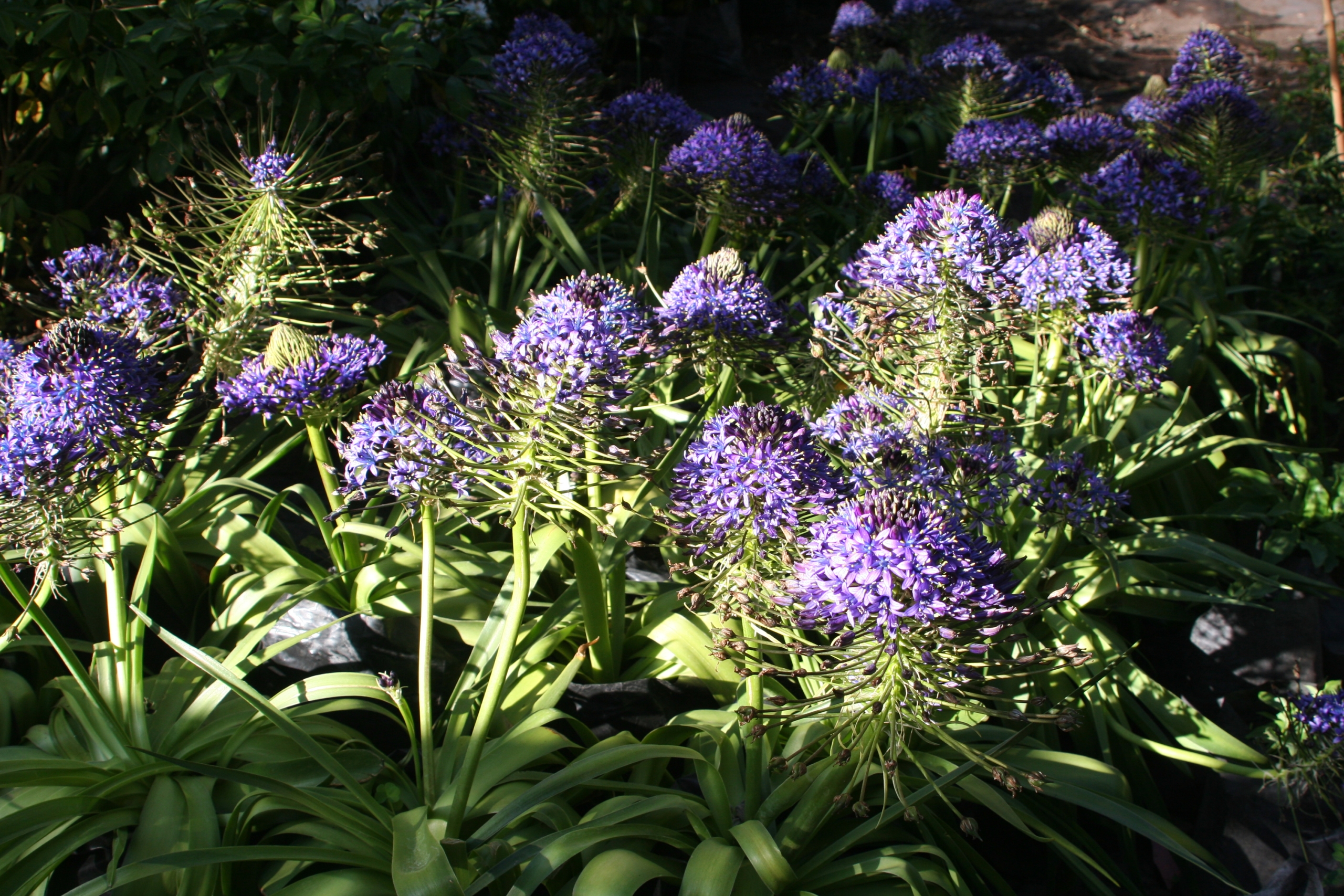 Scilla peruviana B25 0.20m - Imagen 2