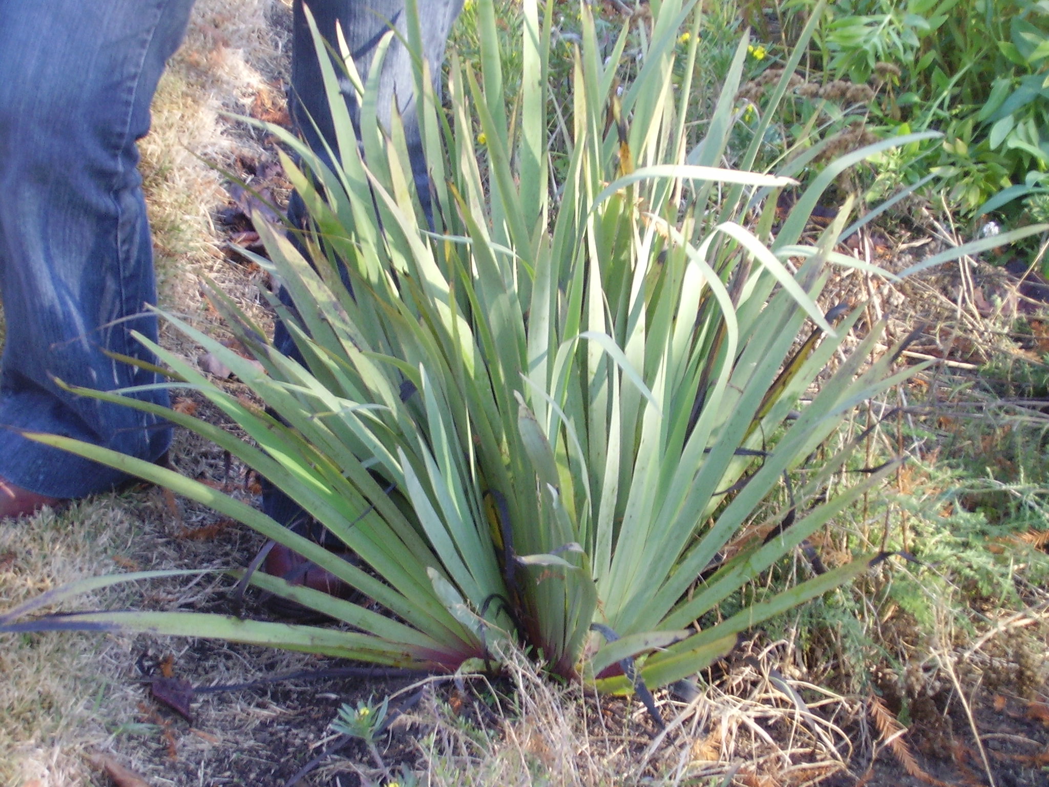 Sisyrinchum striatum (Huilmo alto) flor amarilla - Imagen 3