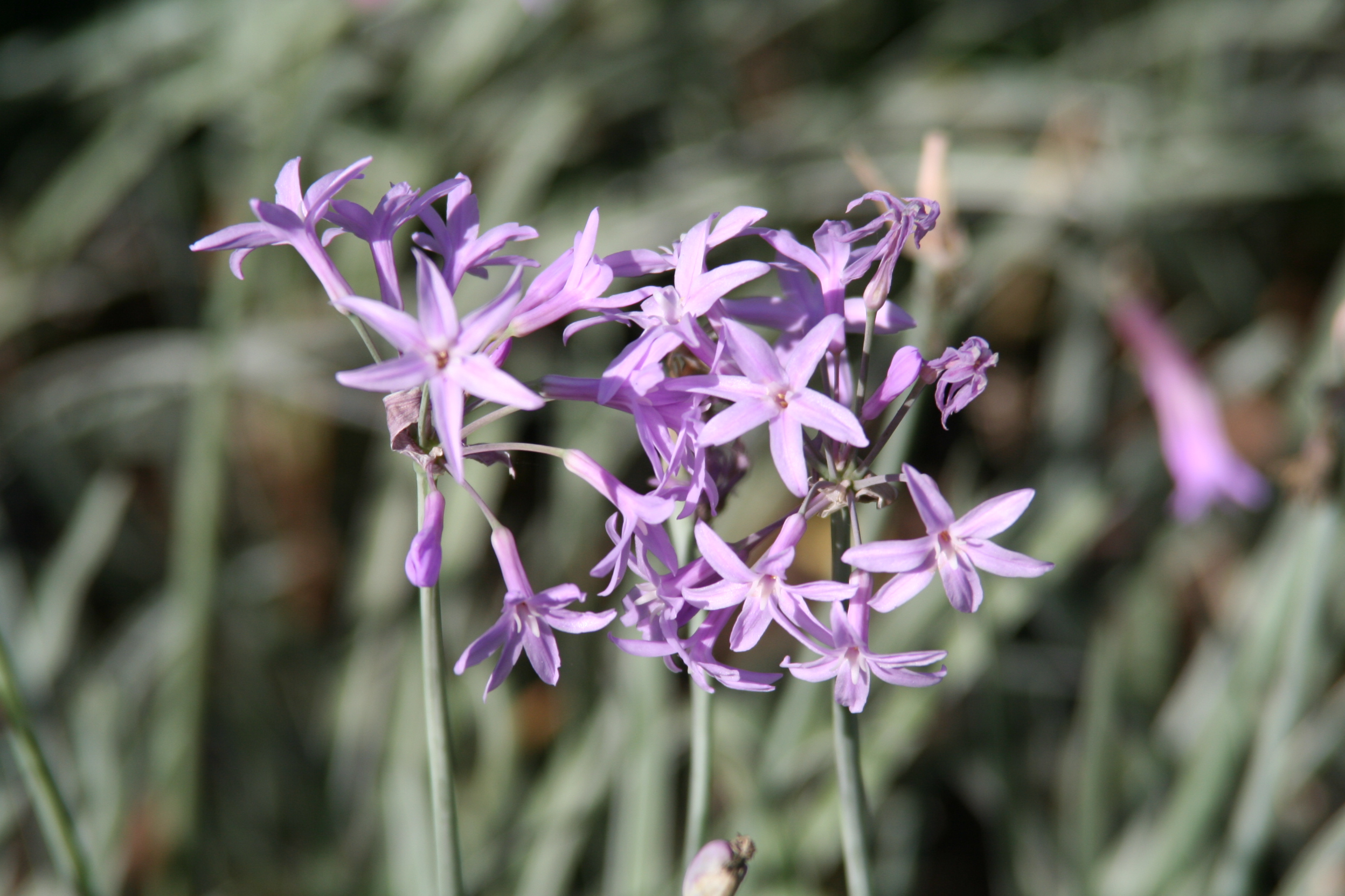 Tulbaghia violacea variegata - Imagen 2