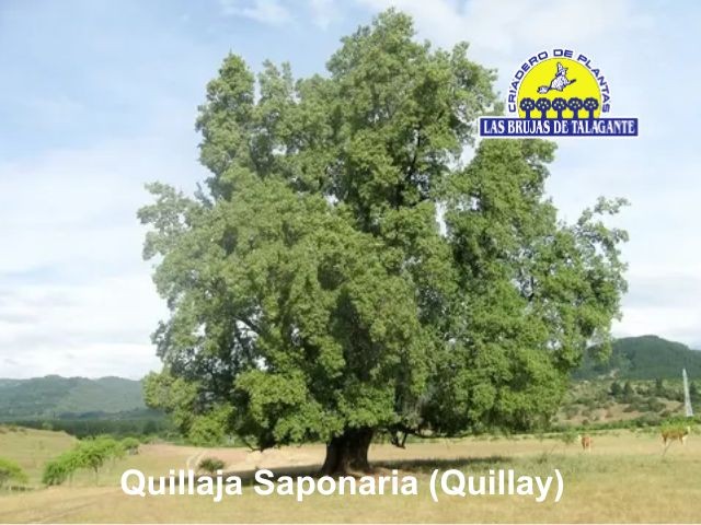 Quillaja saponaria (Quillay) Max50 4,50m