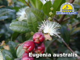 Eugenia australis g45 1,30 m