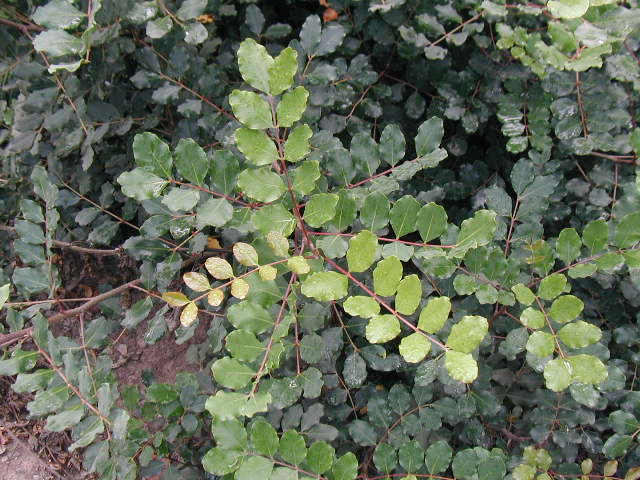 Ceratonia silicua Maxi 3,50m - Imagen 3