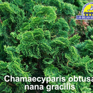 Chamaecyparis obtusa nana gracilis